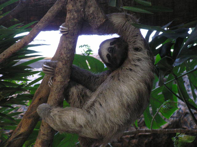 News of the Weird: Sleepovers with sloths and hunting from hot air balloons News of the Weird: Sleepovers with sloths and hunting from hot air balloons