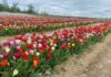 
			
				                                Brown Hill Farms hosts at Mother’s Day Tulip Festival on Saturday, May 10, and Sunday, May 11.
                                 Photo Credit — Gabrielle Lang, The Weekender

			
		