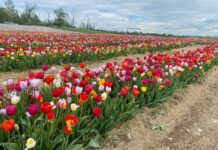 
			
				                                Brown Hill Farms hosts at Mother’s Day Tulip Festival on Saturday, May 10, and Sunday, May 11.
                                 Photo Credit — Gabrielle Lang, The Weekender

			
		