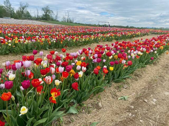 131496587_web1_Brown-Hill-Farms-Tulip-Season--14-
Brown Hill Farms hosts at Mothers Day Tulip Festival on Saturday, May 10, and Sunday, May 11.
<em>Photo Credit — Gabrielle Lang, The Weekender</em>